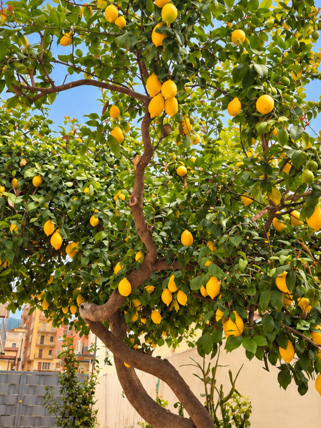 Albero di limoni nel cortile esterno di DRIN ROOMS a Catanzaro Lido